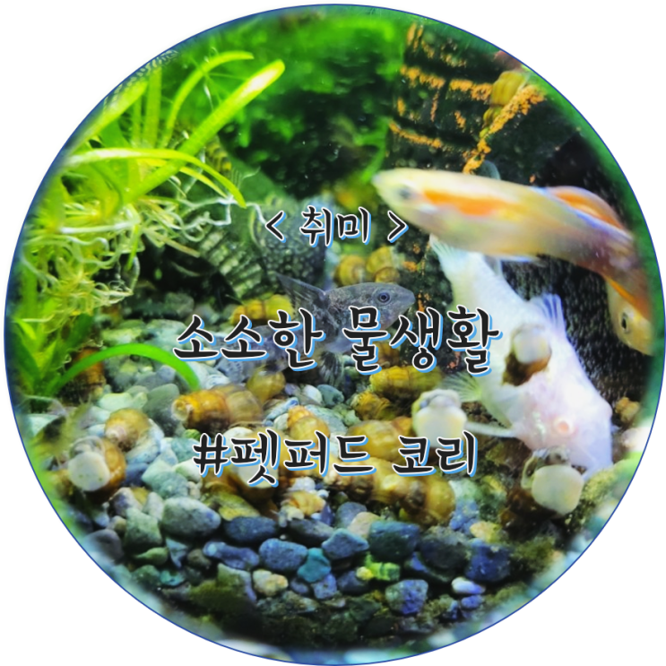  코리 알 꼭 떼야 할까? 합사항 자연 부화 성공!
