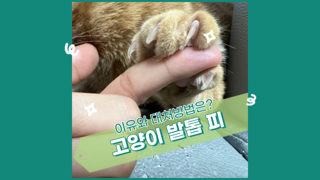  고양이 발톱 피, 원인과 대처 방법. 당황하지 마세요.