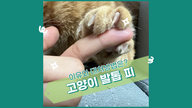 고양이 발톱 피, 원인과 대처 방법. 당황하지 마세요.