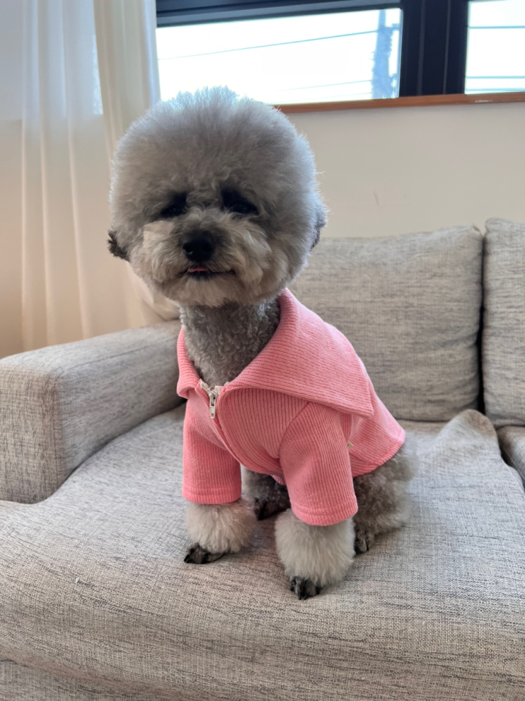  강아지울음소리 의미와 감정알아보기 :)