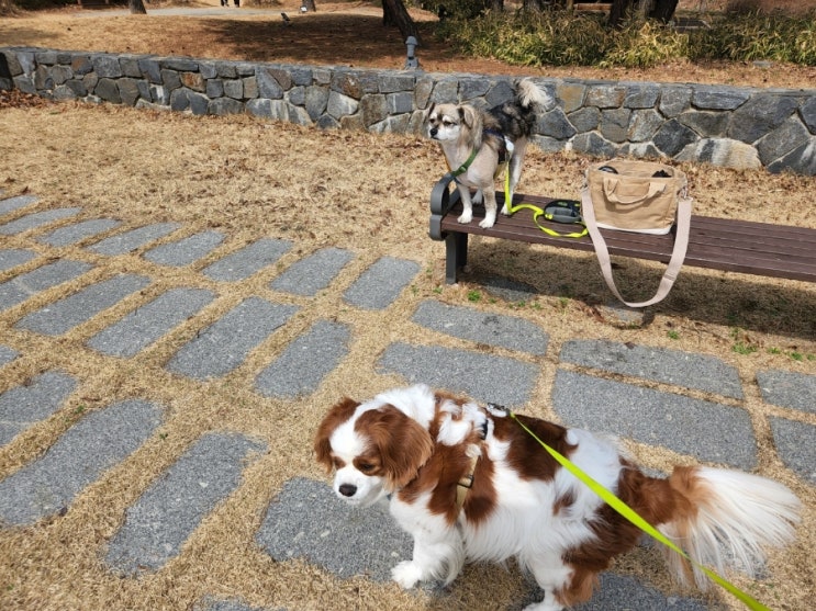  사진찍는 개아빠 아빠손은 똥손