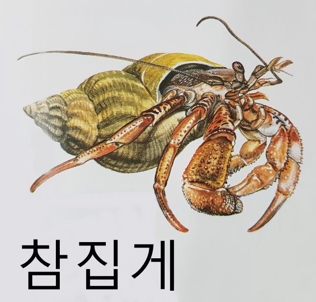 갑각류 종류 특징 크기 (민조개삿갓 바닷가재 참집게 크릴새우 옆새우 은행게)