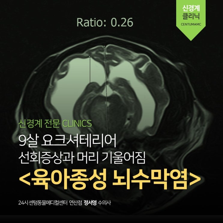  9살 요크셔테리어 <육아종성 뇌수막염(GME)> (부산 강아지 신경계 동물병원, MRI 보유 24시 센텀동물메디컬센터 연산점)