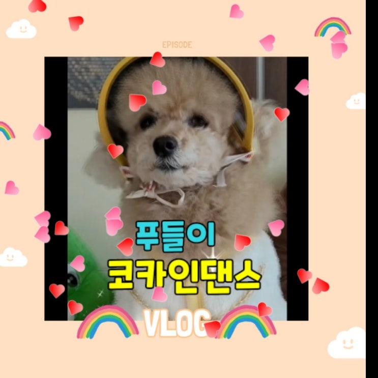  푸들이 코카인댄스