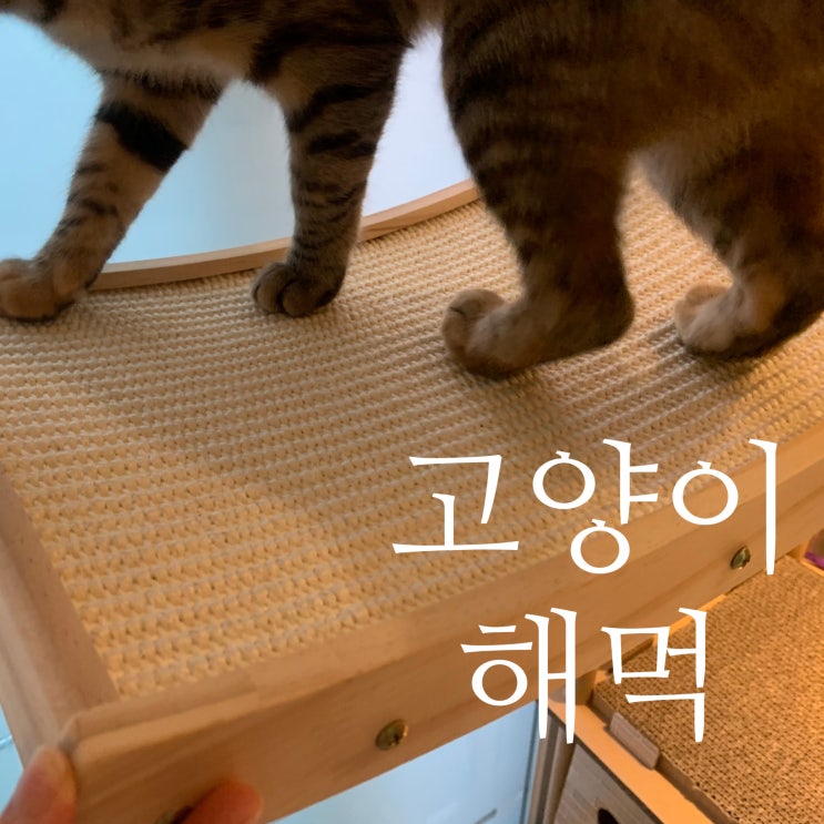  해리스힐 원목 해먹 스크래쳐 / 하니버니 창틀 해먹_고양이 해먹 추천