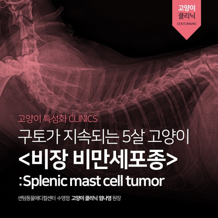 5살 코리안숏헤어, &lt;비장 비만세포종&gt; (Splenic mast cell tumor) (부산 고양이 동물병원, 센텀동물메디컬센터 수영점)