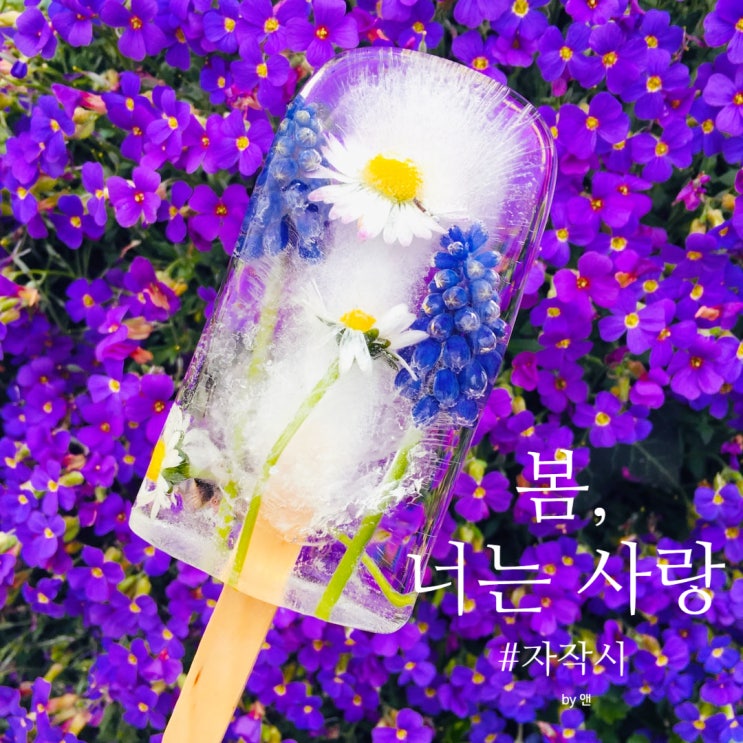  <수요미시회> 59번째 자작 시_ 봄, 너는 사랑