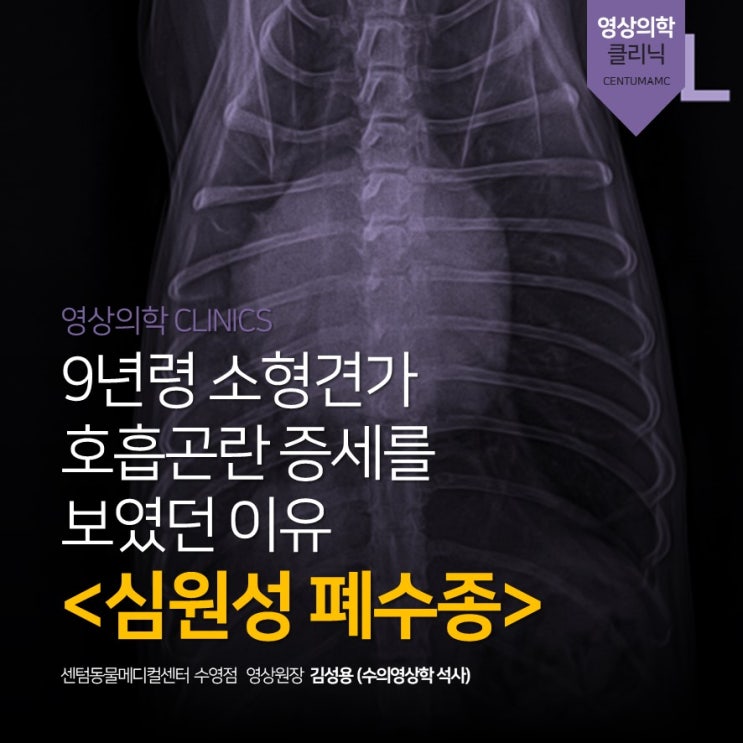  9년령 소형견의 호흡곤란 <심원성 폐수종> (부산 강아지 심장관리 동물병원, 센텀동물메디컬센터 수영점)