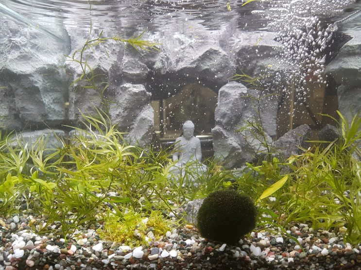 Budda in aquarium