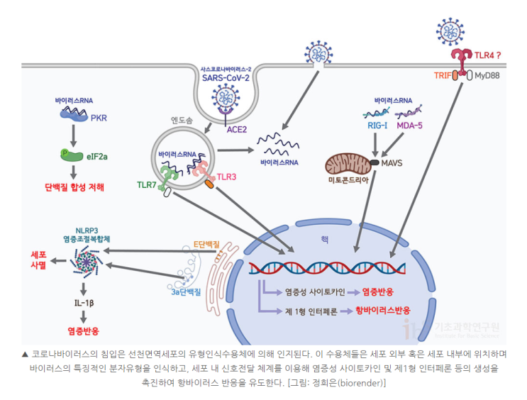  아이비커큐민, 코로나 확진 후 기침, 가래 관리에 추천해요.