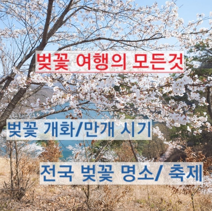 2022년 벚꽃 개화시기 전국 명소 추천 봄나들이 가볼만한곳