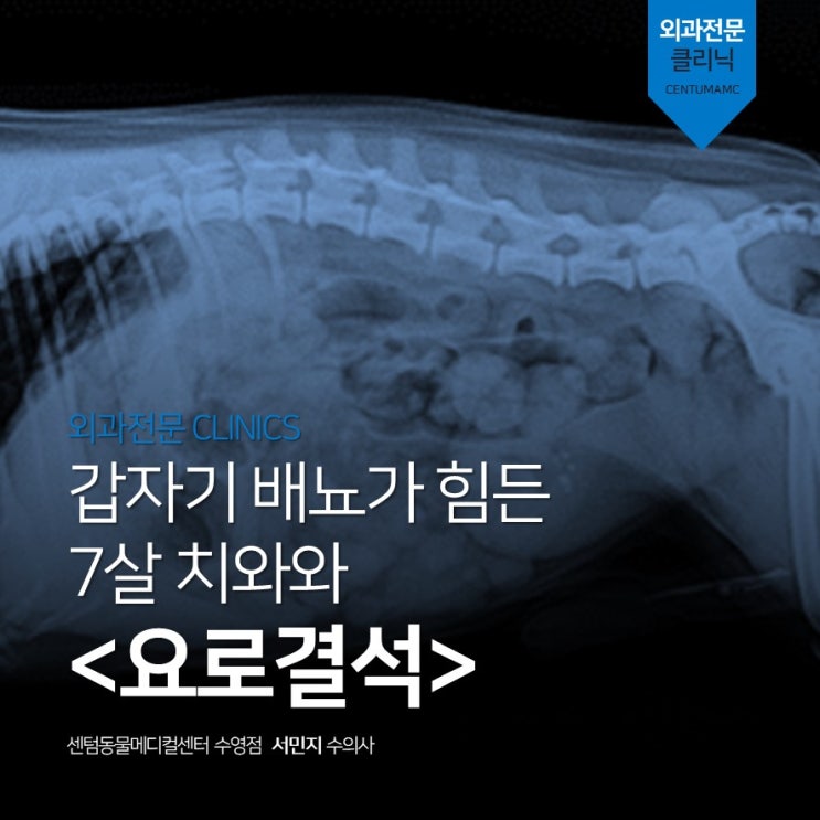  7살 치와와 <요로결석> (부산 강아지 내과-외과-영상의학과 동물병원, 센텀동물메디컬센터 수영점)