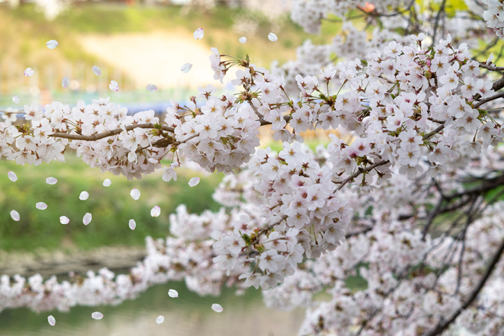 부산 벚꽃명소 온천천 벚꽃놀이 (개화시기, 벚꽃길)