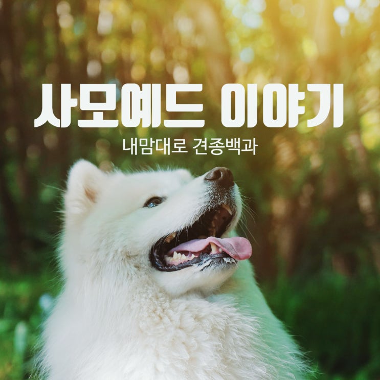  사모예드이야기 - 성격/분양/켄넬/대형견