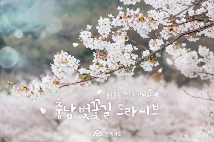 분홍분홍 꽃길만 달려요~ 충남 벚꽃길 드라이브 | 충남도청페이스북