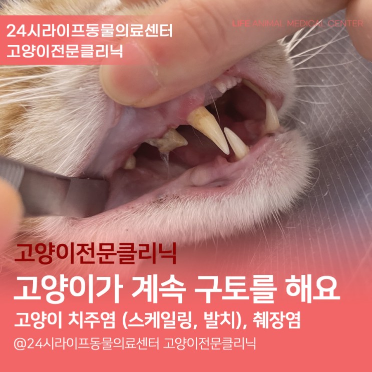 [대구 고양이 전문 동물병원] 고양이 얼굴 부은 이유 : 고양이가 자꾸 구토를 해요! / 고양이 심한 치주염과 고양이 췌장염 / 대구고양이 스케일링