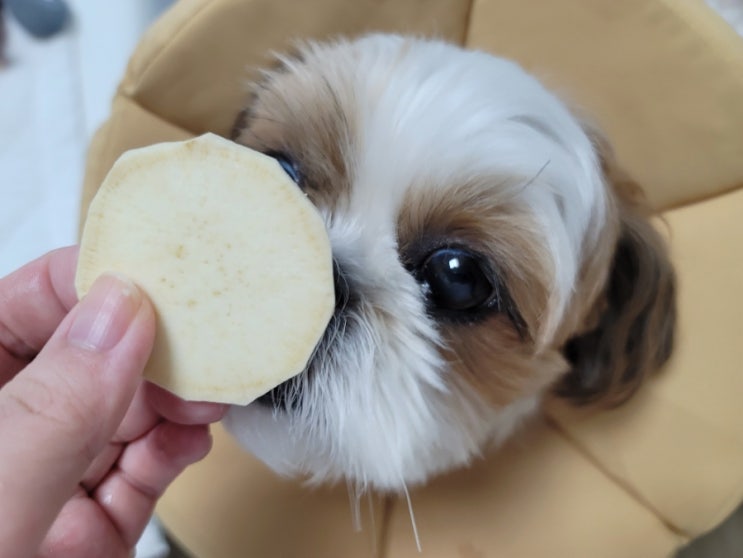  강아지 생고구마 급여해도 될까? 고구마 건강하게 먹는 법
