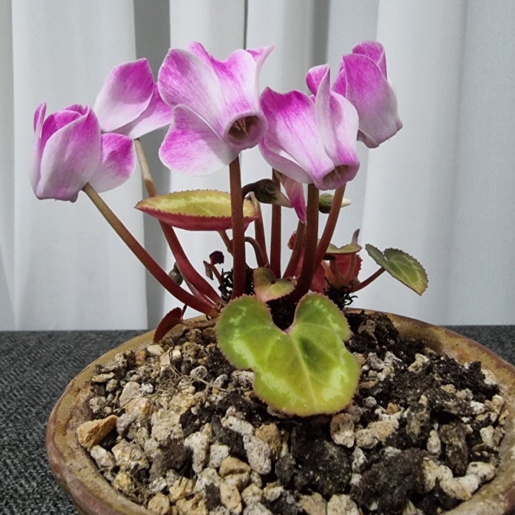  겨울꽃 시클라멘속 여름 휴면기 계절별 관리 노하우