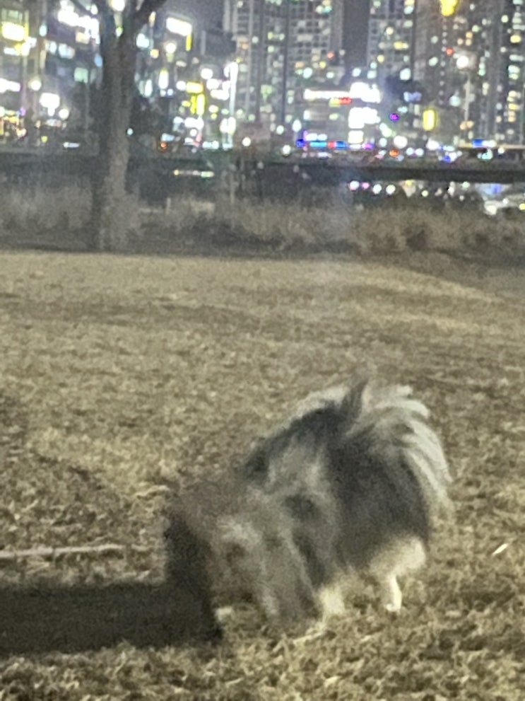  밤산책과 시무룩한 꾸꾸