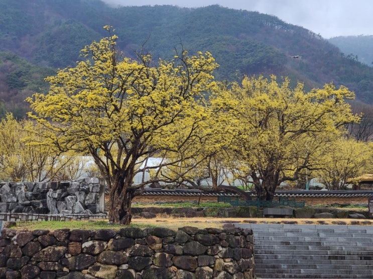 [전남-구례] 노란 산수유 꽃이 활짝 - 계척마을, 반곡마을 등