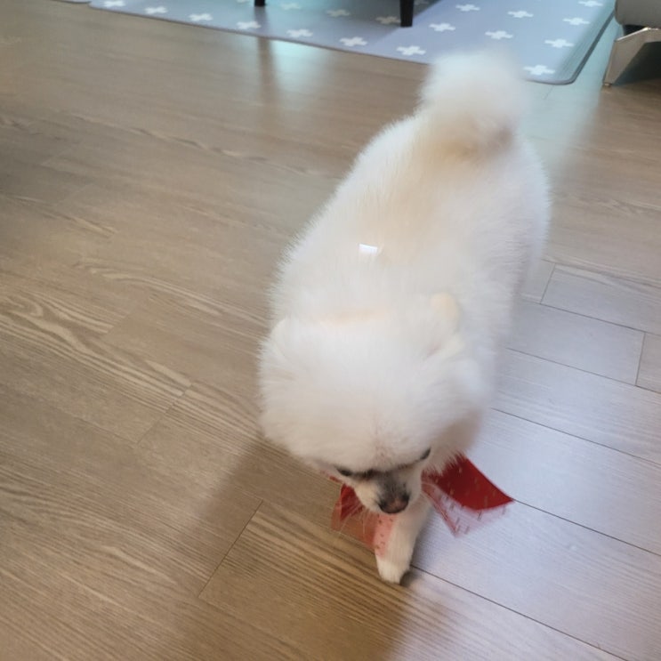  우리집 막내딸 화이트포메 윙키 성장일기