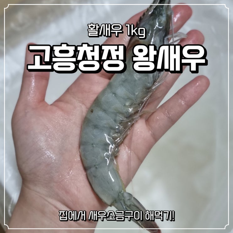  고흥청정왕새우, 활새우 1kg로 집에서 소금구이해먹기 feat. 새우머리라면