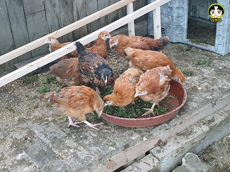 닭장속에는 암탉이 삼형제를 위한 외가집의 선물