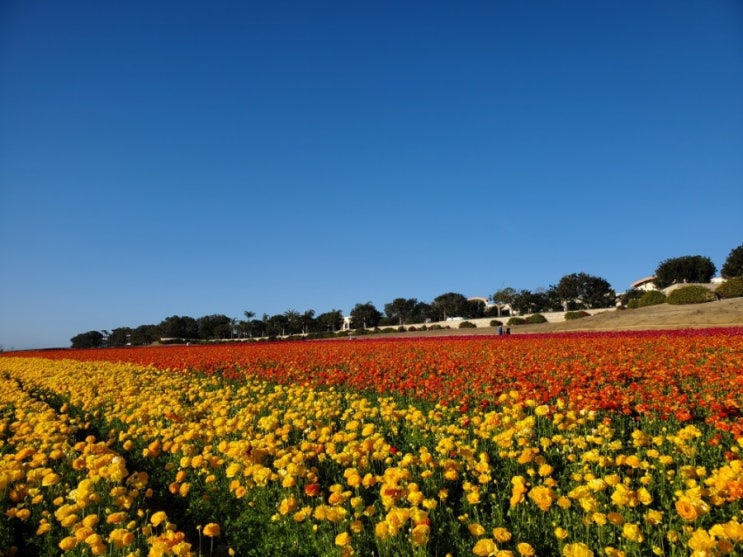  엘에이 선농단 / 어바인 great park/ 칼스배드 the flower fields미국일상 03182022