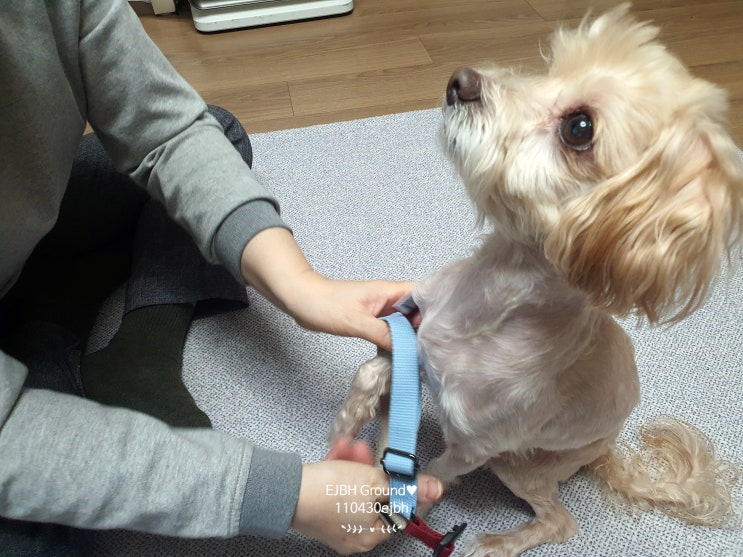  캔루 원터치자석하네스 소형견에게 편안한 가슴줄