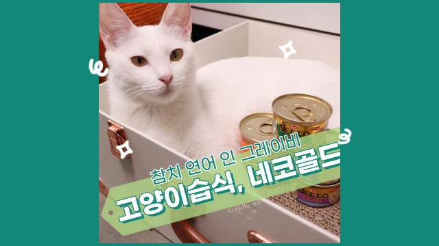  고양이 습식, 네코 골드 참치 연어 인 그레이비(육수 타입) 급여해 보았습니다.