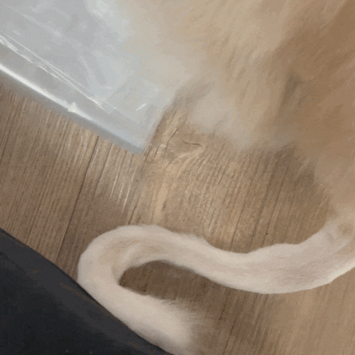  10살 고양이 문투 이야기 :: 꼬리에 혹이났어요