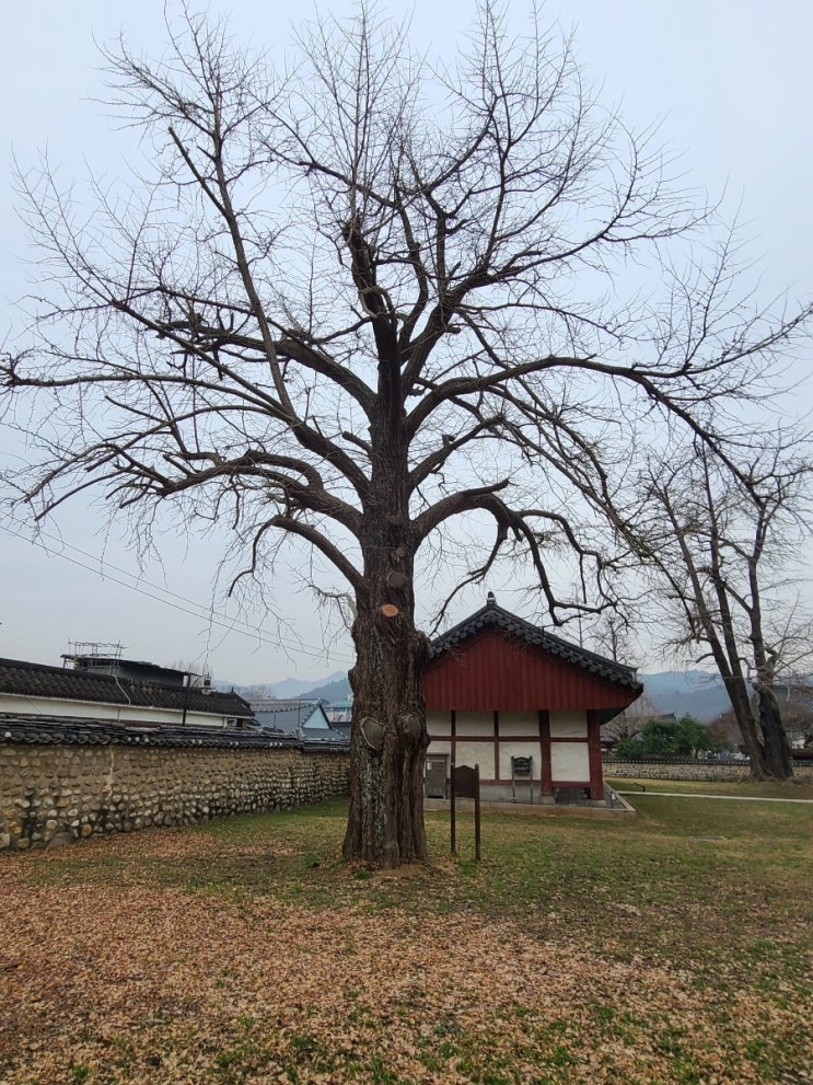  전주 여행, 전주향교 은행나무 (보호수, 지정번호: 9-1-7-1)