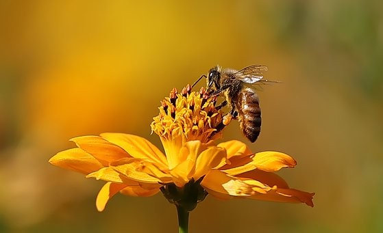 최근 '70억마리 꿀벌' 증발…이는 "4년내 인류 멸종" 경고다?
