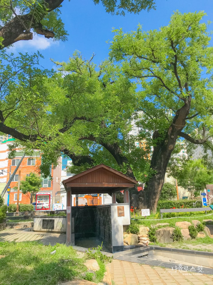  괴정강아지산책 시키기 딱 좋은 이곳, 100년된 빨래터가 공원으로?!사하구 괴정 회화나무 빨래터, 카페문득, 오리명가빨간집 #내돈내산