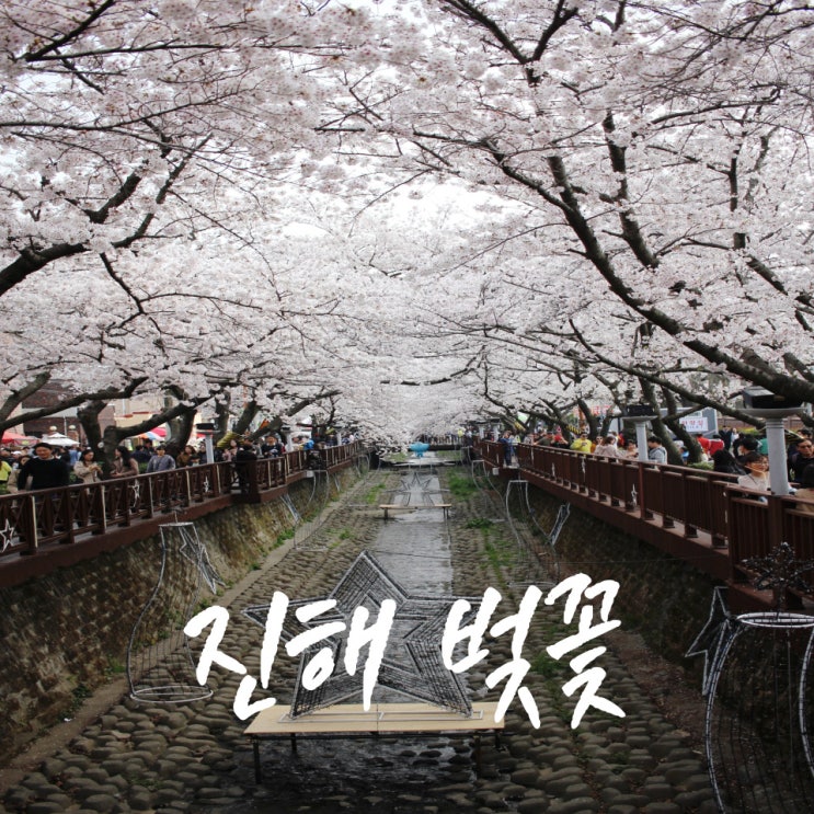  벚꽃 명소 진해 경화역과 여좌천 로망스 다리의 벚꽃