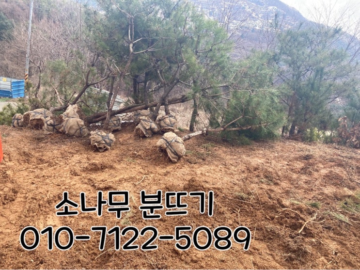 양평 여주 소나무 분뜨기