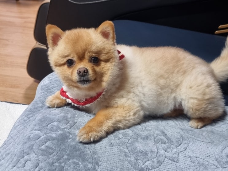  사랑이 전용 아지트ㅋ