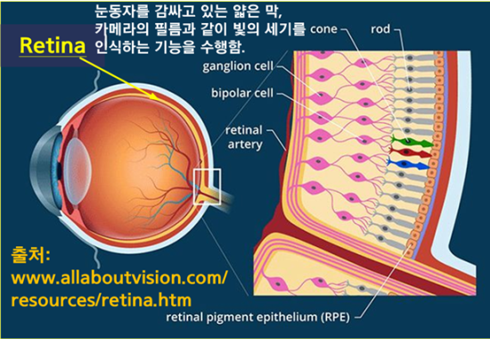  인공지능[20]: Neural Network (신경망), Deep Learning(심화학습), Neuron(신경세포), Perceptron(인공신경), Dendrite(수상돌기), Axon(축색돌기), Synapse(신경접합부), 