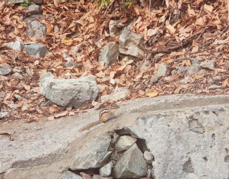  산책길 다람쥐, 벚꽃
