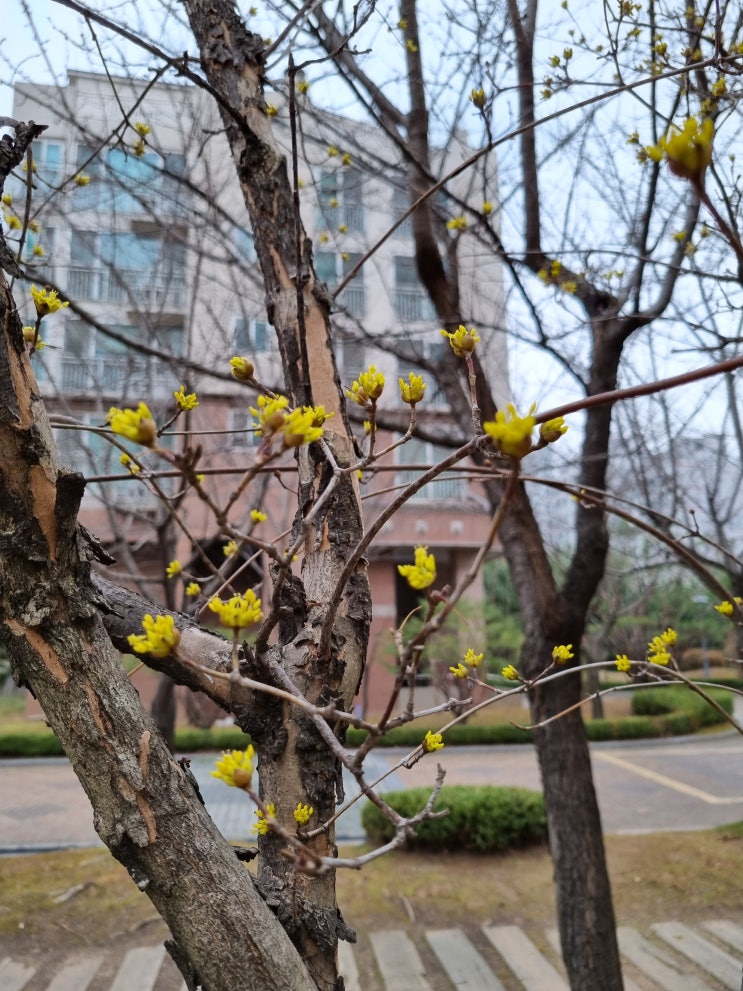  산수유 꽃이 피었어요