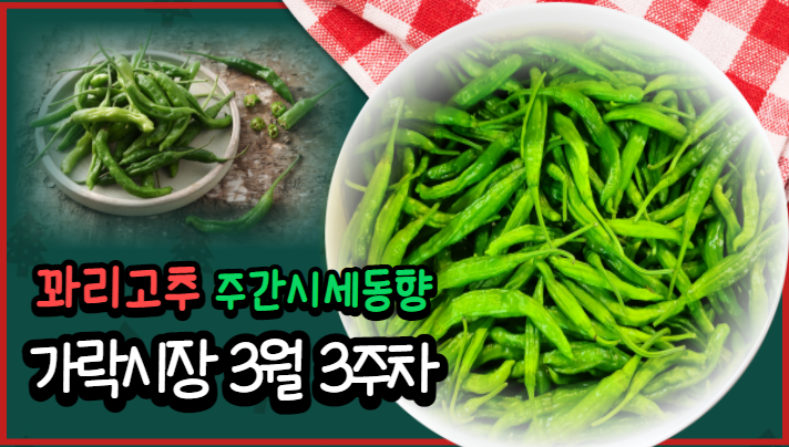  [경매사 주간보고] 가락시장 3월 3주차 꽈리고추 경매동향을 살펴봅니다!