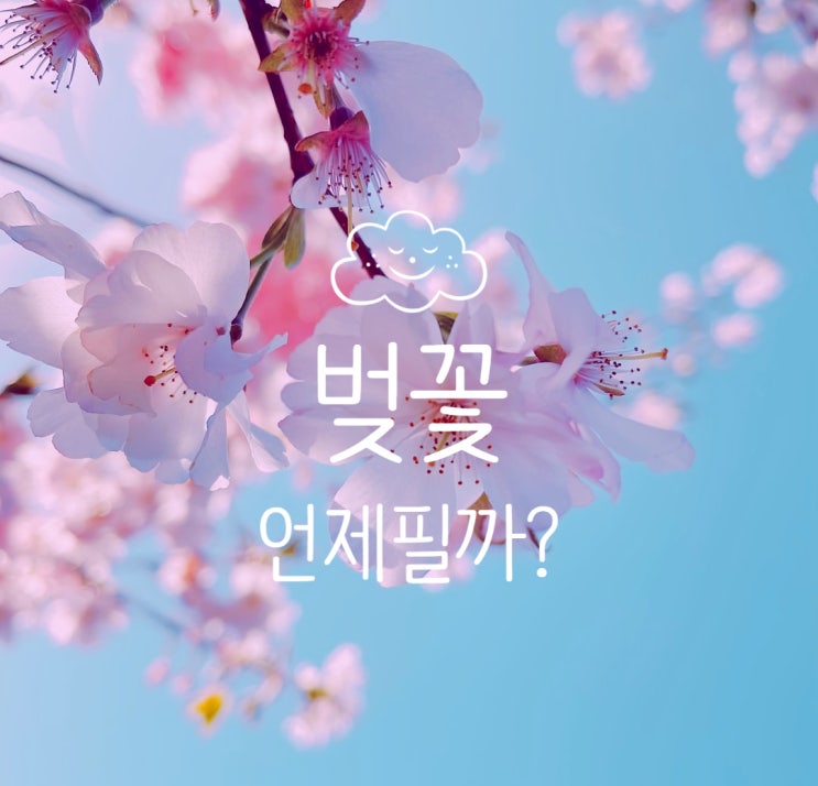  2022 벚꽃 개화시기