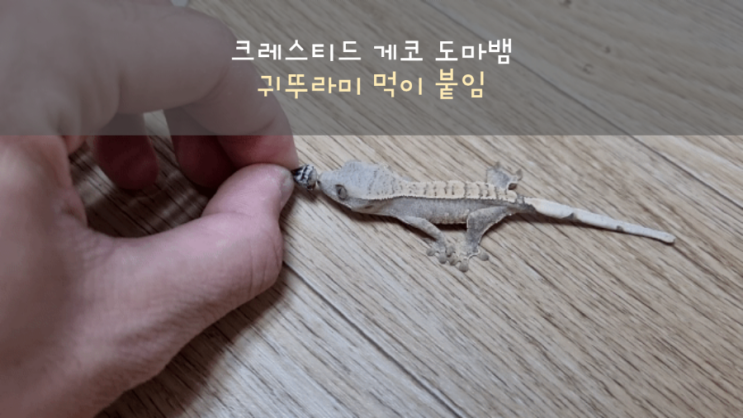 [아기도마뱀의 도전기] 크레스티드 게코 도마뱀의 귀뚜라미 도전기