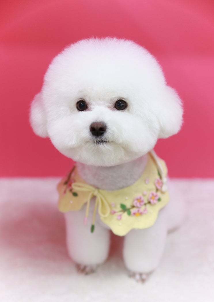  #노원애견미용 _ <견출지> 비숑미용전문, 처음해본귀툭튀컷