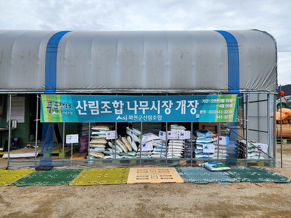 티숨 사진 1