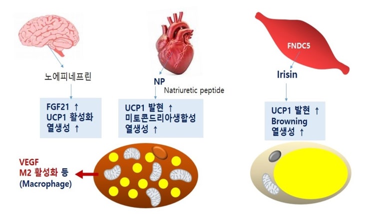  비만유전자의 스위치를 꺼라, FTO유전자, PRDM16과 베이지색 지방, UCP1, natriuretic peptide, Irisin