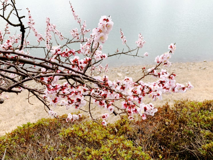 3월 경주여행 중 만난 보문호수 벚꽃 (+ 힐튼호텔 전 아덴 카페 앞 부터 라한호텔까지 산책로) 3월 경주여행 중 만난 보문호수 벚꽃 (+ 힐튼호텔 전 아덴 카페 앞 부터 라한호텔까지 산책로)