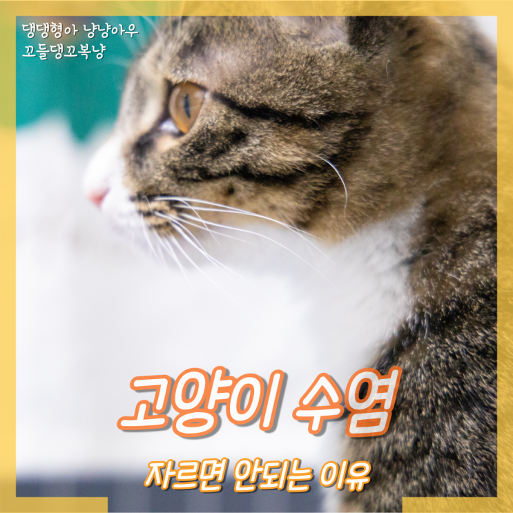  고양이 수염 자르면 큰일 나는 이유, 다 역할이 있어요