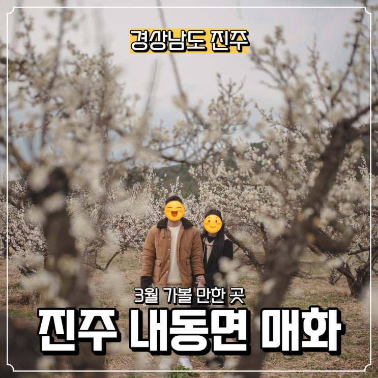  [경상남도] 진주 가볼 만한 곳, 진주 내동면 매화숲, 유수리 매화밭 꽃구경