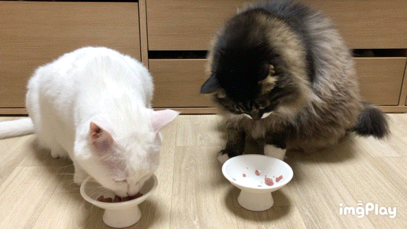 고양이 습식캔 추천 - 마프 칠면조